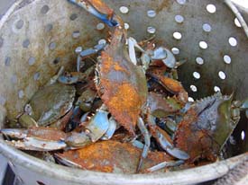 live-blue-crabs
