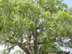 live-oak-trees