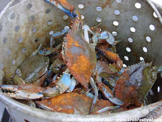 live-blue-crabs