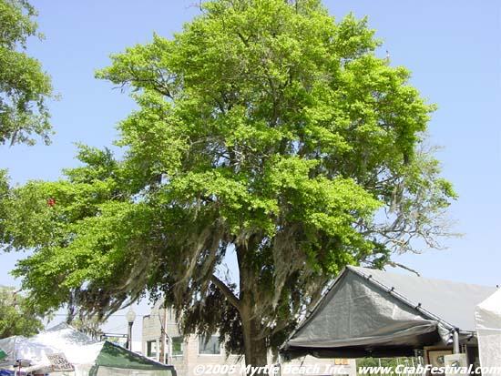 live-oak-tree